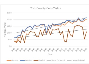 York Corn Yields
