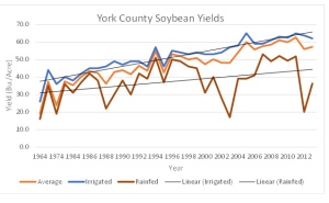 York soybean yields